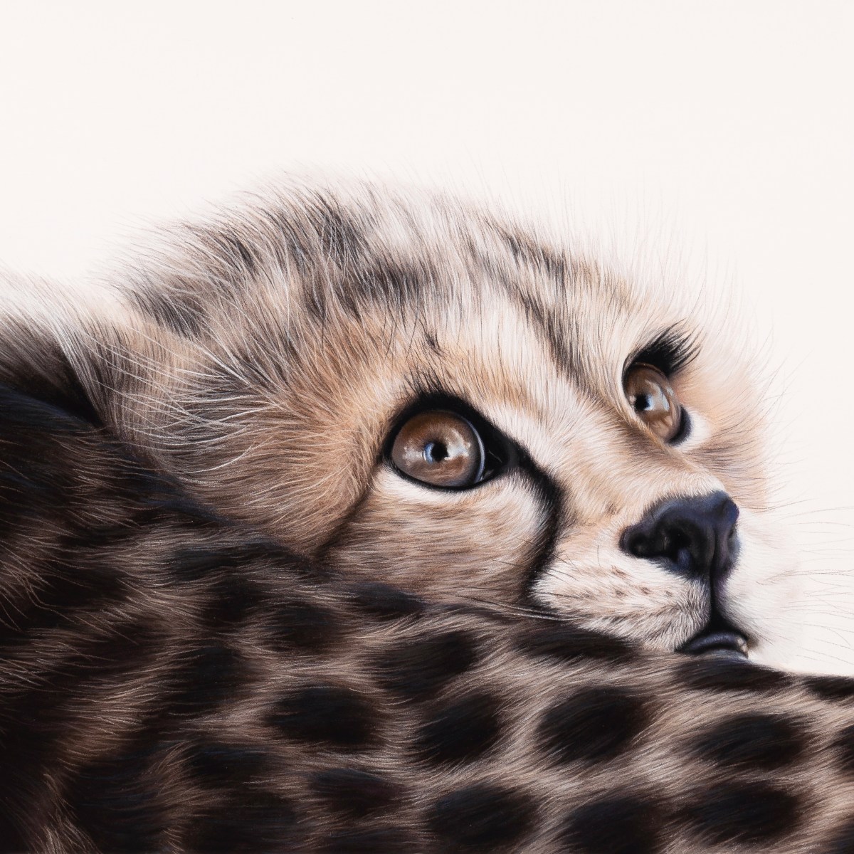 'Curious' Original Artwork