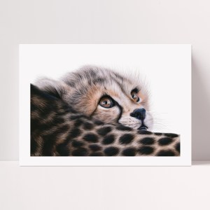 'Curious' Limited Edition Print