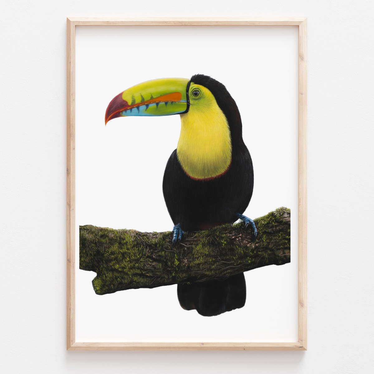 'Keel-Billed Toucan' Limited Edition Print